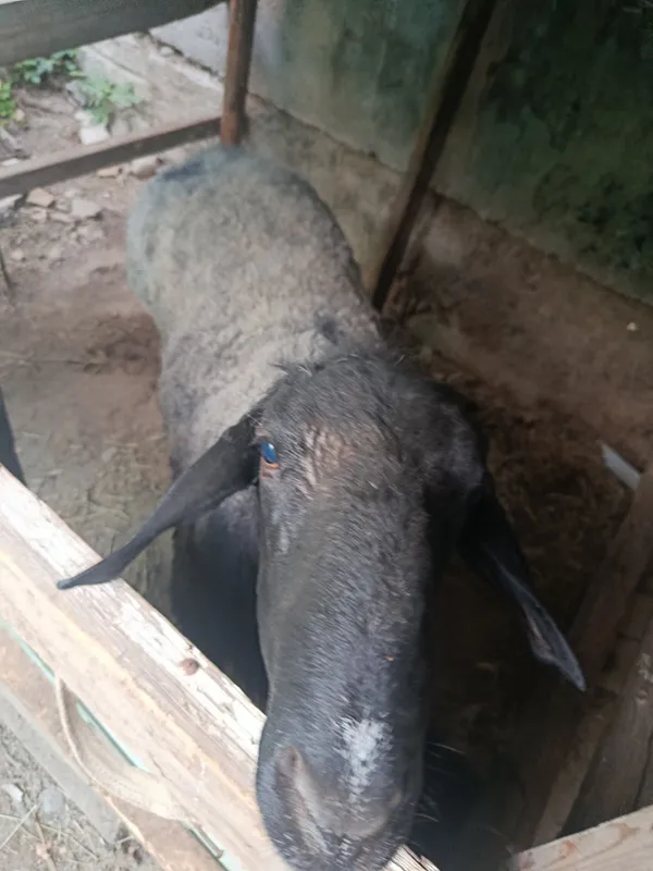 Qurbonlikka qoʻylar sotiladi