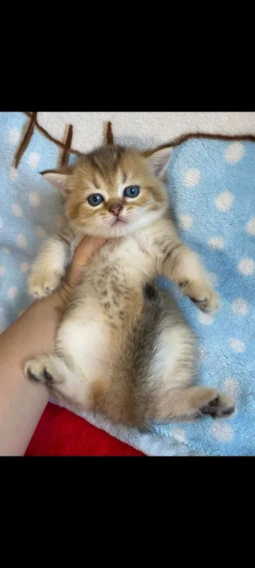 Шотландские котята 5 Шотландские котята 5