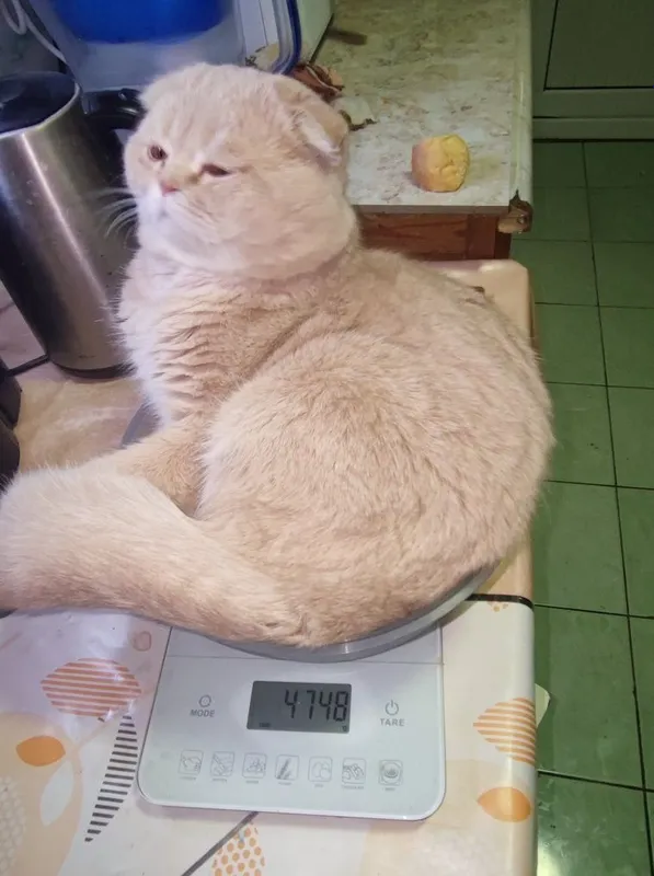 Породистые котята 5 Породистые котята 5