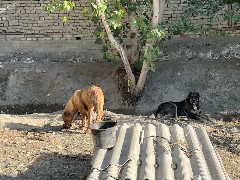 Alabay zotli kuchuklar va onasi sotiladi rasmda otasi bn onasi 5 Alabay zotli kuchuklar va onasi sotiladi rasmda otasi bn onasi 5