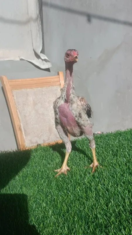 Dakan joja sotiladi