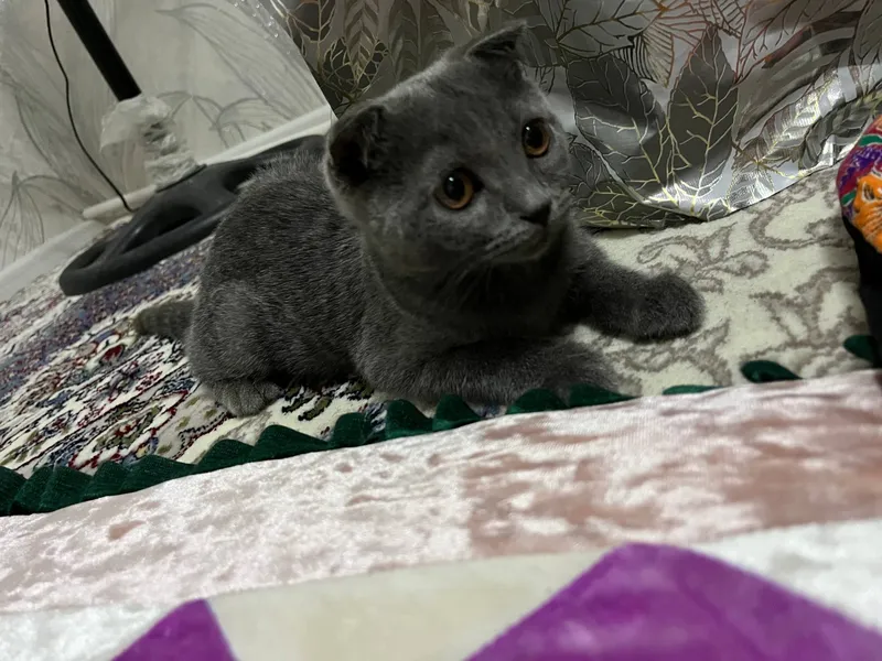 шотландская вислоухая кошка 2 шотландская вислоухая кошка 2