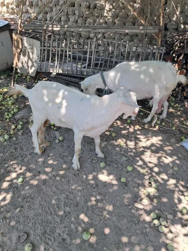 Echki ona va bola 3