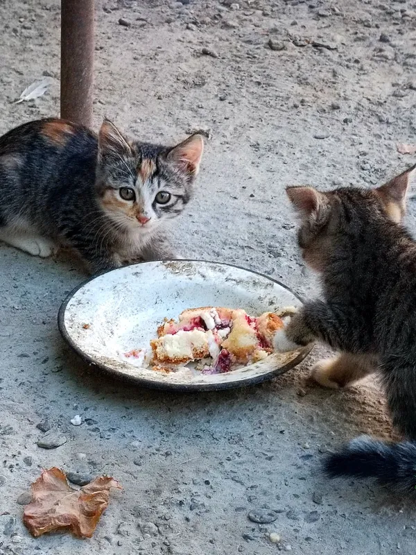 Отдадим кошек/котов бесплатно в хорошие руки . — фото 1