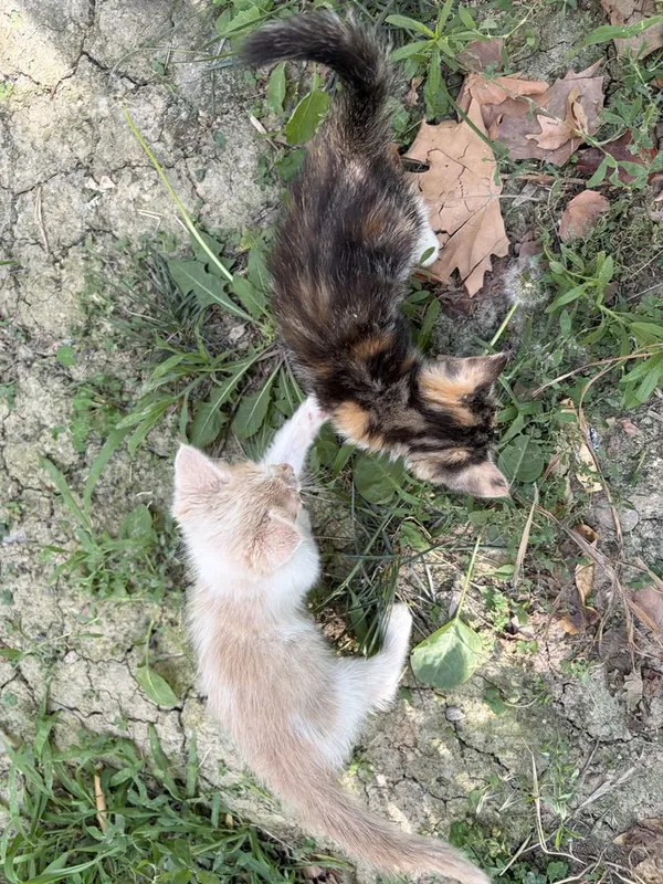 Срочно котята в добрые руки 1 Срочно котята в добрые руки 1