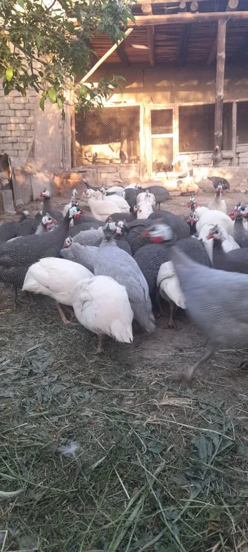 Sisarka tuxumlari sotiladi donasi 10 ming 10 taga 1 bonus — фото 5