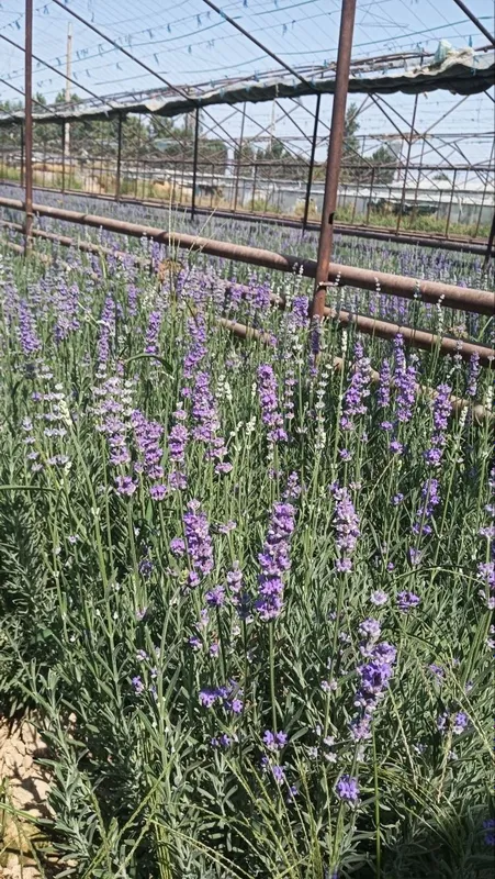 Lavanda — go‘zallik, nafislik va xushbo‘y hid bir joyda! 5 Lavanda — go‘zallik, nafislik va xushbo‘y hid bir joyda! 5