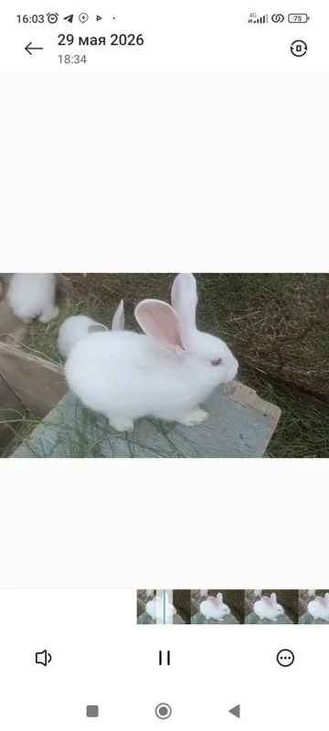 Quyonlar sotiladi soglom xikol qoni tozasi 3