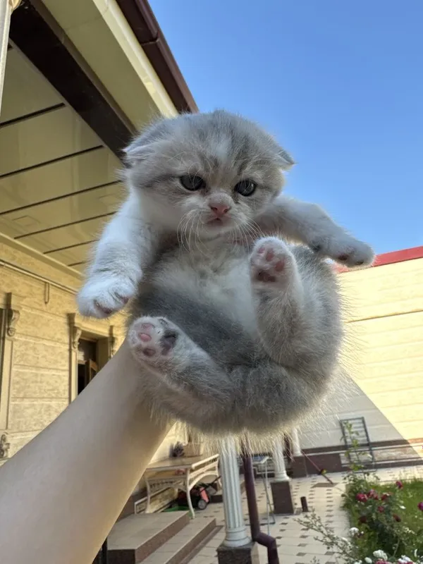 котята скотиш фолд — фото 6