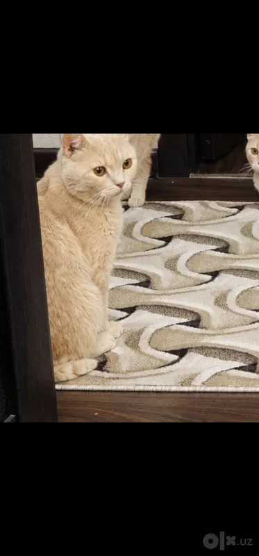 British shorthair 7 British shorthair 7