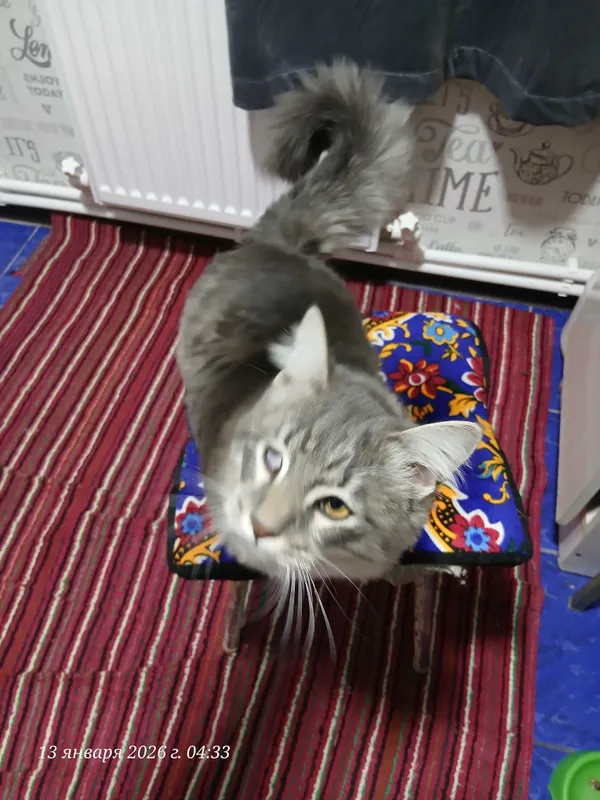 Кот Кеша на вязку 2 Кот Кеша на вязку 2