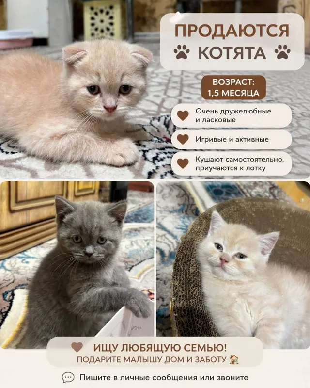 Продаются чистокровные котята Британцы. 7 Продаются чистокровные котята Британцы. 7