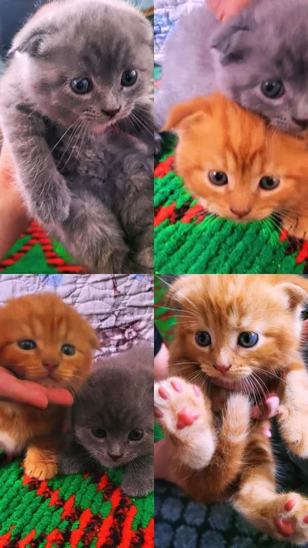 Продаются породистые котята срочно 2