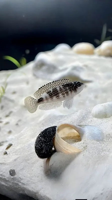 Lomprologus Meleagris f0 — фото 2