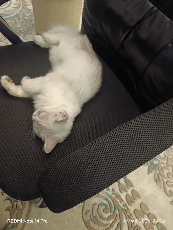 Mushuk British Shorthair zotdor 2 Mushuk British Shorthair zotdor 2