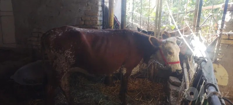Buğoz sotiladi kafolati bilan 3 Buğoz sotiladi kafolati bilan 3