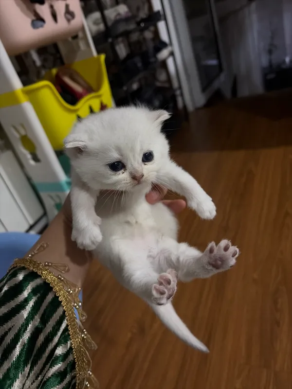 Котёнок 1 Котёнок 1