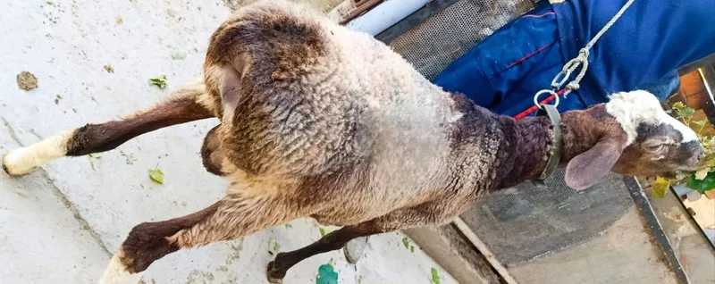 Srochna Arzon Haqiqiy Zoti Sifat Toza Qazoqi Qochqor sotiladi 2 Srochna Arzon Haqiqiy Zoti Sifat Toza Qazoqi Qochqor sotiladi 2