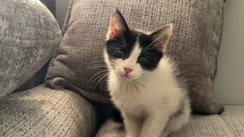 Котята по 2,5 месяца 2 Котята по 2,5 месяца 2