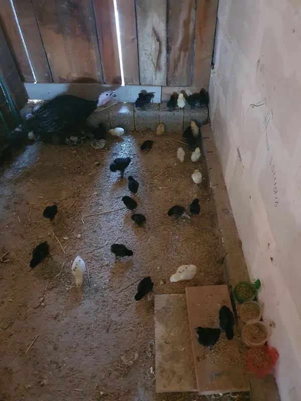 Ona kurka tovuq jo'jalari bilan 1 Ona kurka tovuq jo'jalari bilan 1