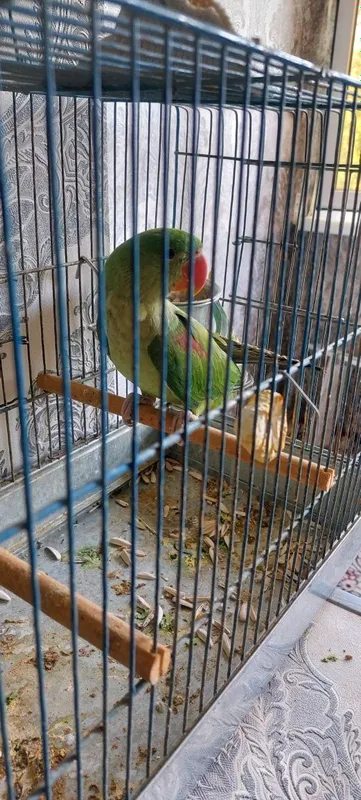 Попугай Ожерелье 2 Попугай Ожерелье 2