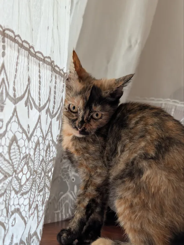 Ласковый котенок | Mehribon mushukcha 7 Ласковый котенок | Mehribon mushukcha 7