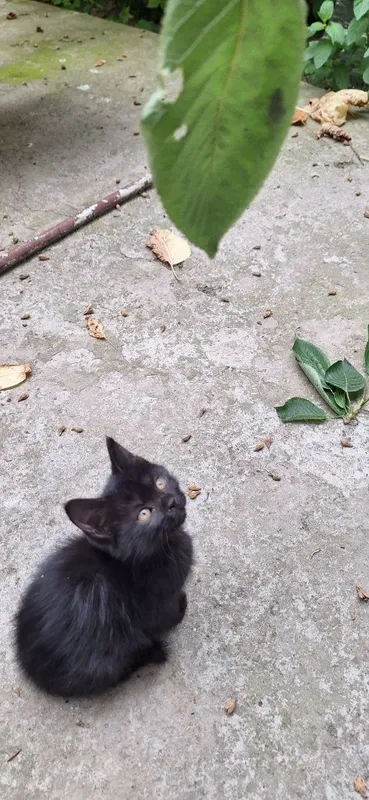 Котёнок в добрые руки девочка чёрная