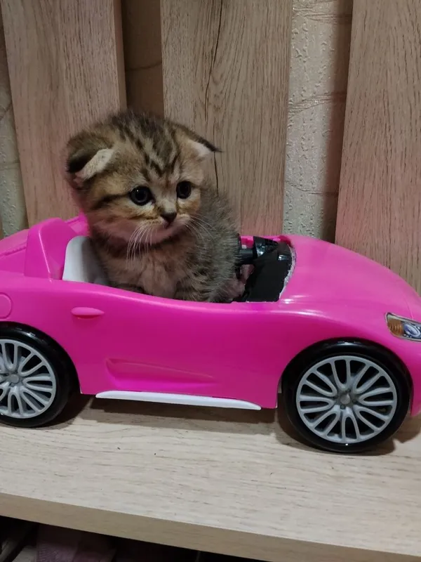 Продаются очаровательные котята — фото 5