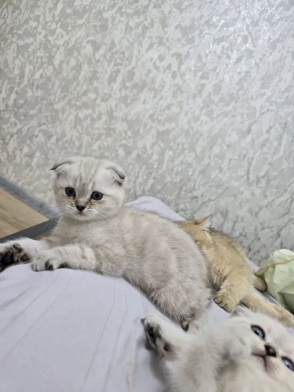 Продаются породистые котята скотиш фолд 2 девочки и 2 мальчика — фото 7