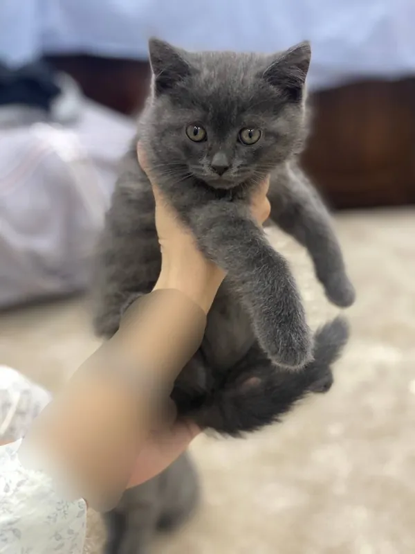 короткошёрстный британец котёнок