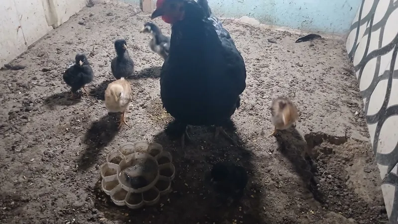 Yapon tovuq xoroz sotiladi