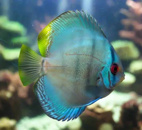Discus privaznoy Thailand 5-6 sm 3 Discus privaznoy Thailand 5-6 sm 3