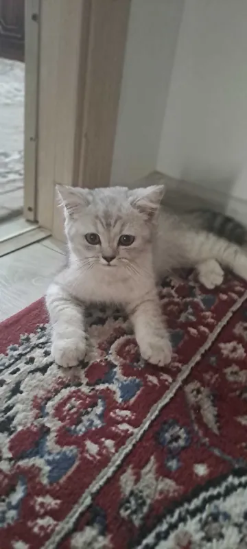 Mushuk sotiladi juda aqilli odamga o'rgangan latokka 100 % boradi 4 Mushuk sotiladi juda aqilli odamga o'rgangan latokka 100 % boradi 4