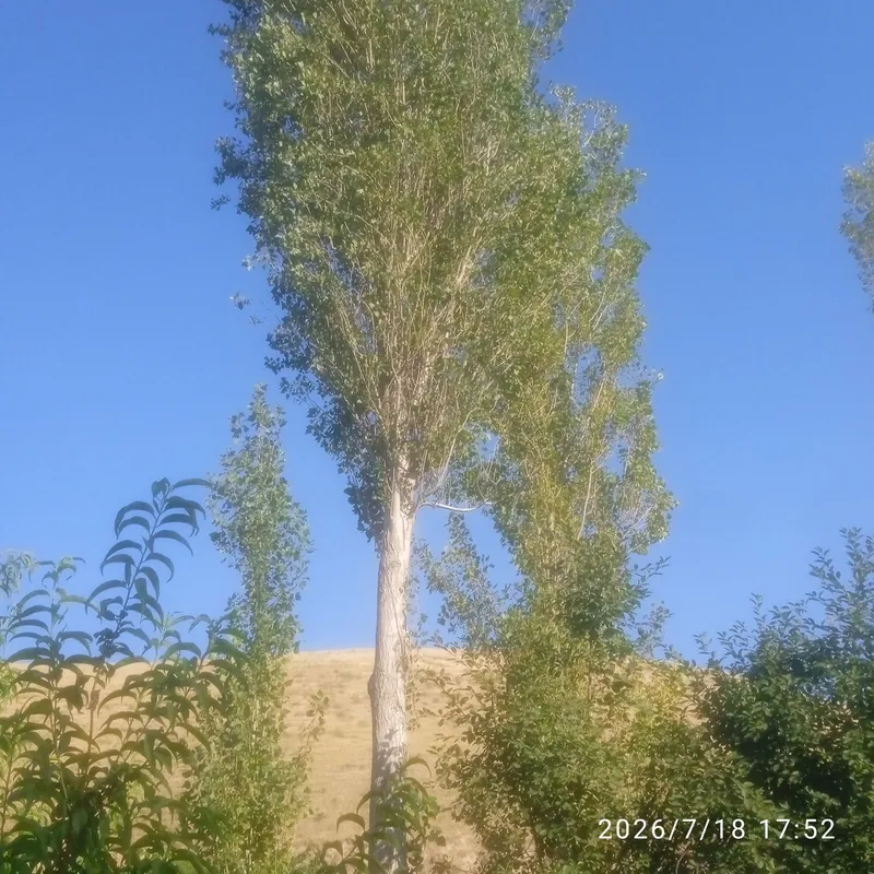 Тераклар сотилади 2 Тераклар сотилади 2