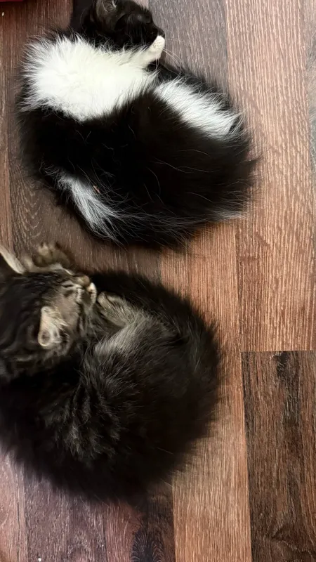 Кошка-мама и котята 2 Кошка-мама и котята 2