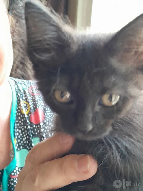 Котёнок 1,5 месяца.Бесплатно. 6 Котёнок 1,5 месяца.Бесплатно. 6