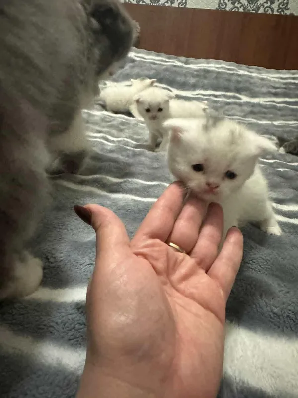 Кошка 3 Кошка 3