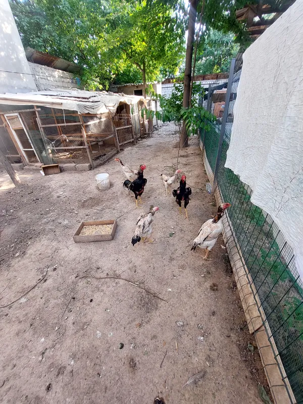 Boboqi xoroz tovuqlari bilan sotaman — фото 4