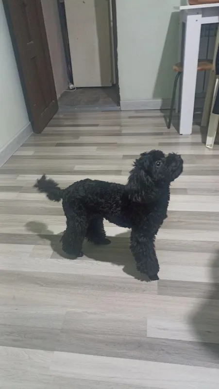 Mini pudel kuchukchalari 3 Mini pudel kuchukchalari 3