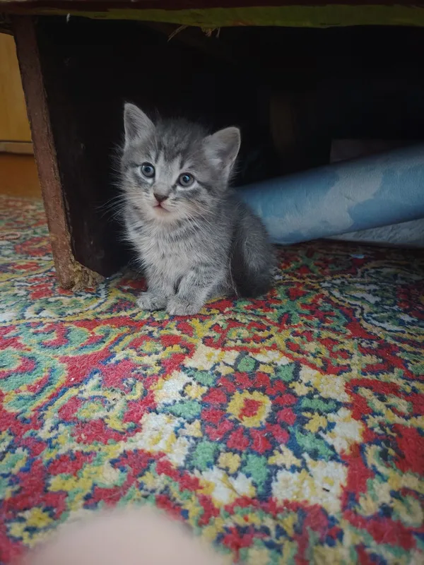 Породистые котята продаётся — фото 6