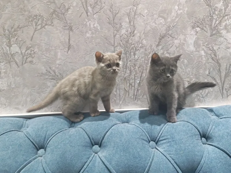 Котята два месяца — фото 1