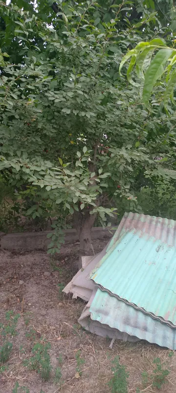 дарахт утин 9