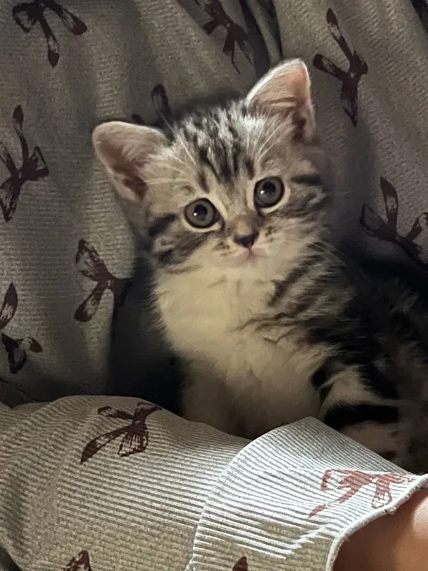 Кошка скотииш с гаранти