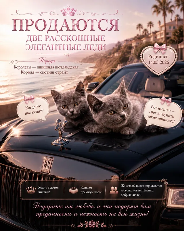 Котята породистые