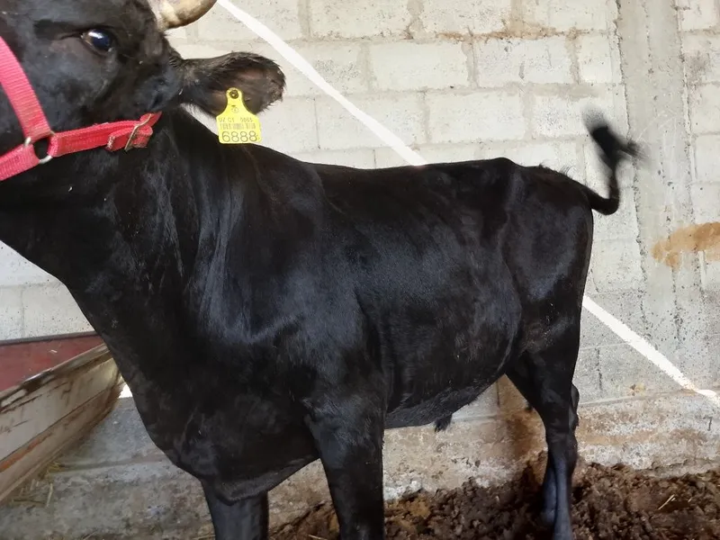 Buqqa sotiladi. Yem yegan katta mol. Narxi yana kelishiladi 1 Buqqa sotiladi. Yem yegan katta mol. Narxi yana kelishiladi 1