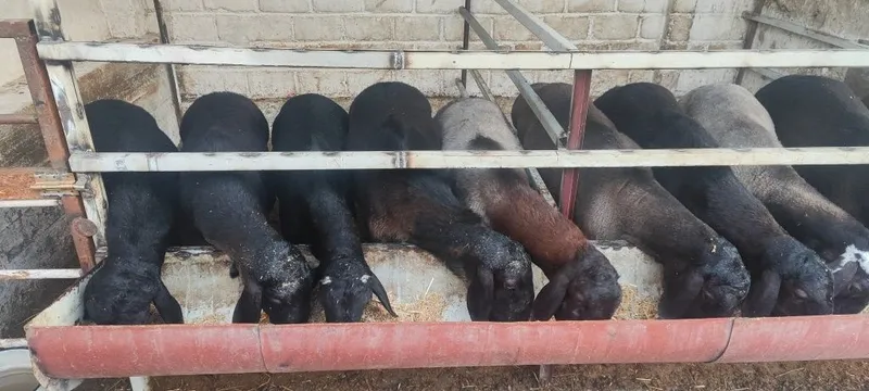Qurbonlikka yaredigan gozal, soglom qoylar sotiladi kelib korin talen