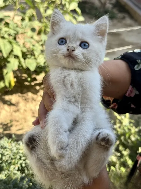 Серебристая шиншилла, 2,5-месячный котёнок, голубые глаза, весёлый и здоровый мальчик 4 Серебристая шиншилла, 2,5-месячный котёнок, голубые глаза, весёлый и здоровый мальчик 4