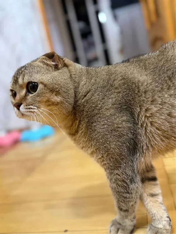 Приглашает на связку кот Скоттиш Фолд очень оптный — фото 1
