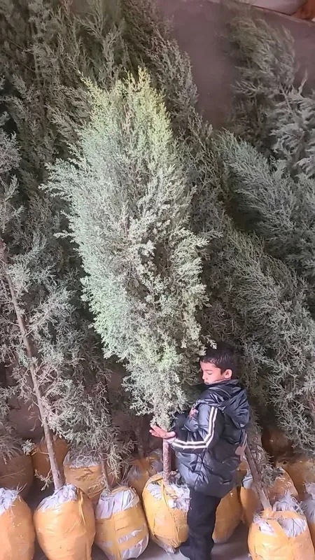 Можжевельник кучатлари Тошкентга келди 4 Можжевельник кучатлари Тошкентга келди 4