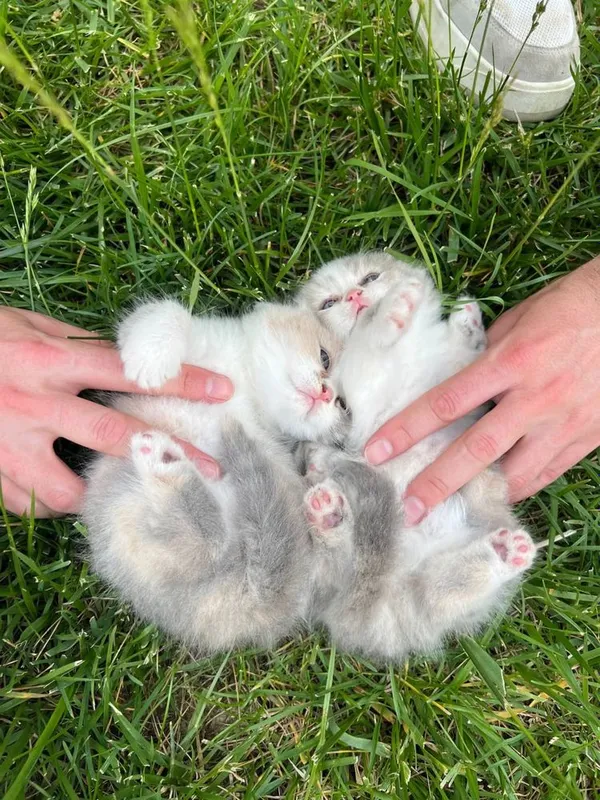 котята скотиш фолд — фото 4